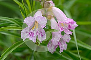 Desert willow Chilopsis linearis fragrant, showy pink flowers photo